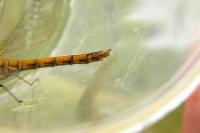 Sympetrum striolatum