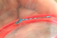 Coenagrion scitulum