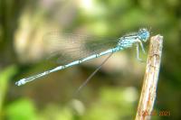 Erythromma lindenii