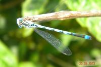 Erythromma lindenii
