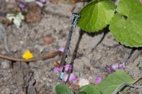 Enallagma cyathigerum