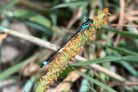 Ischnura elegans