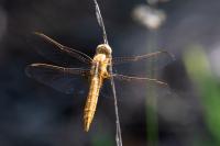 Crocothemis erythraea