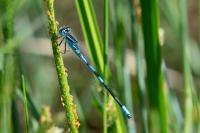 Coenagrion scitulum