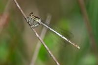 Platycnemis pennipes