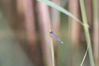 Erythromma najas