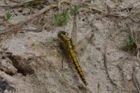 Orthetrum cancellatum