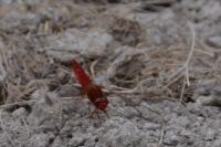 Crocothemis erythraea