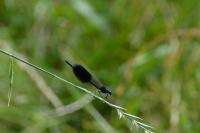Calopteryx splendens