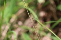 Lestes virens