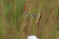 Coenagrion scitulum