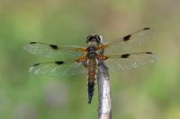 Libellula quadrimaculata