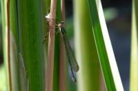 Chalcolestes viridis