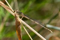 Platycnemis pennipes