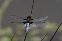 Libellula depressa