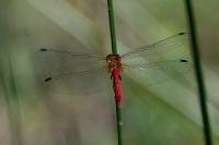 Sympetrum sanguineum