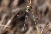 Lestes barbarus