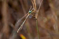 Lestes barbarus