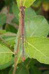 Ceriagrion tenellum