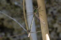 Lestes barbarus
