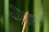 Sympetrum sanguineum