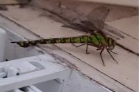 Aeshna cyanea