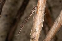 Sympecma fusca