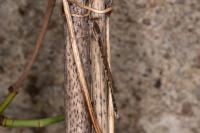 Sympecma fusca