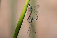 Chalcolestes viridis