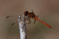Sympetrum meridionale