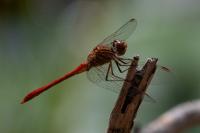 Sympetrum meridionale