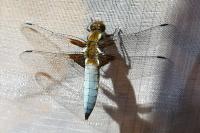 Libellula depressa