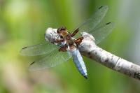 Libellula depressa