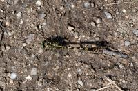 Onychogomphus forcipatus