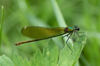 Calopteryx splendens