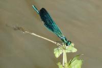 Calopteryx virgo