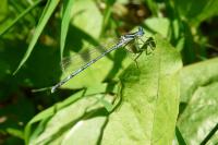 Platycnemis pennipes