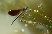 Calopteryx virgo