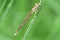Sympecma fusca