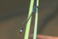 Ischnura elegans