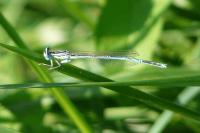 Platycnemis pennipes