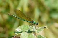 Calopteryx splendens
