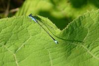 Ischnura elegans