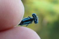 Erythromma lindenii