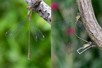 Chalcolestes viridis