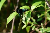 Calopteryx splendens