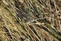 Onychogomphus forcipatus