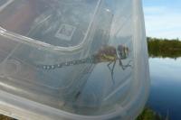 Aeshna mixta