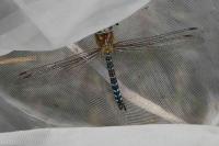 Aeshna mixta