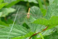 Sympetrum meridionale